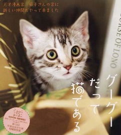 电影推荐：猫咪电影的推荐词有哪些（猫咪的哪些好看）